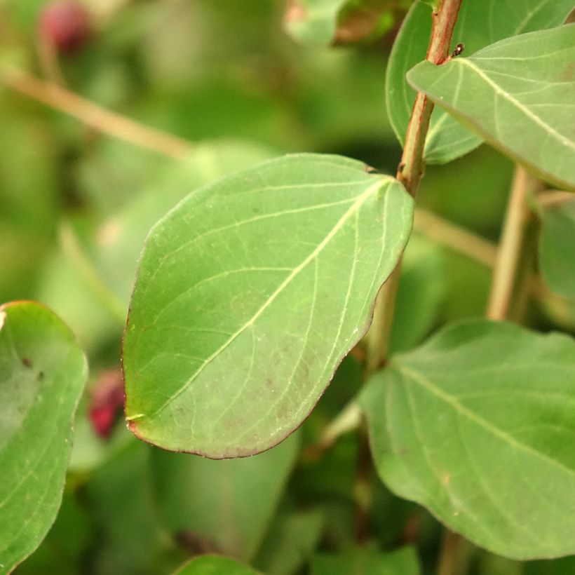 Lagerstroemia indica Dynamite - Crape Myrtle (Foliage)