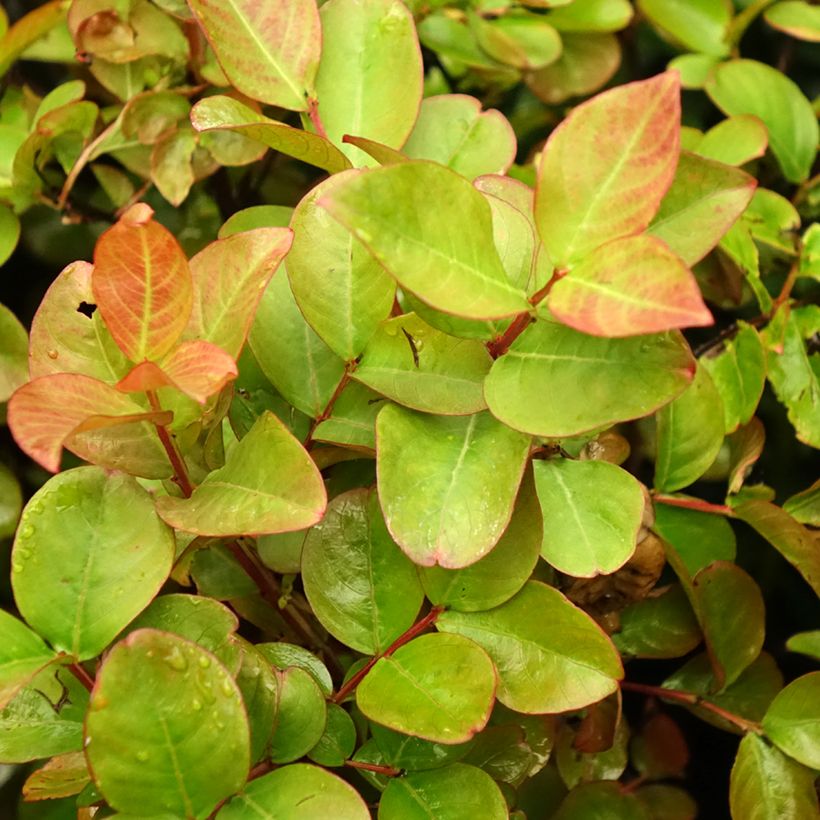 Lagerstroemia indica Dynamite - Crape Myrtle (Foliage)