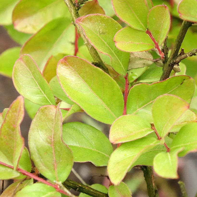 Lagerstroemia indica Pecharmant - Crape Myrtle (Foliage)