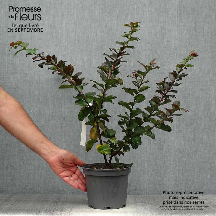 Lagerstroemia indica Pink Velours - Lilas des Indes en pot de 3/4 litres sample as delivered in autumn