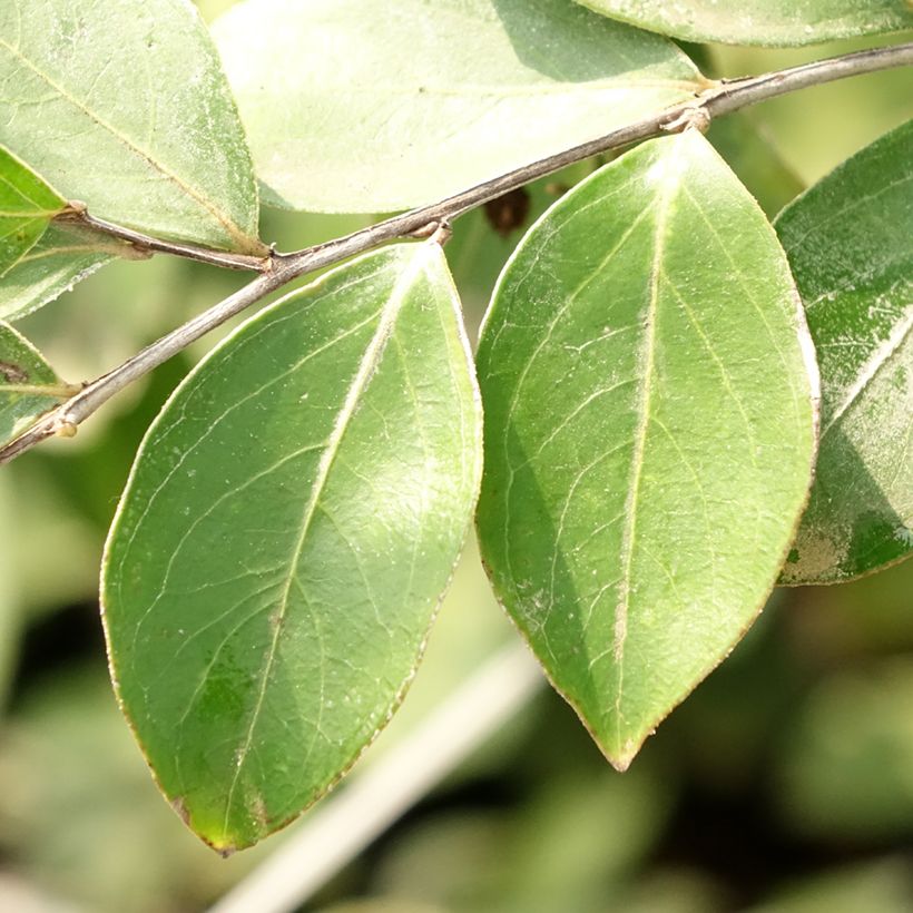 Lagerstroemia indica Pixie White - Crape Myrtle (Foliage)