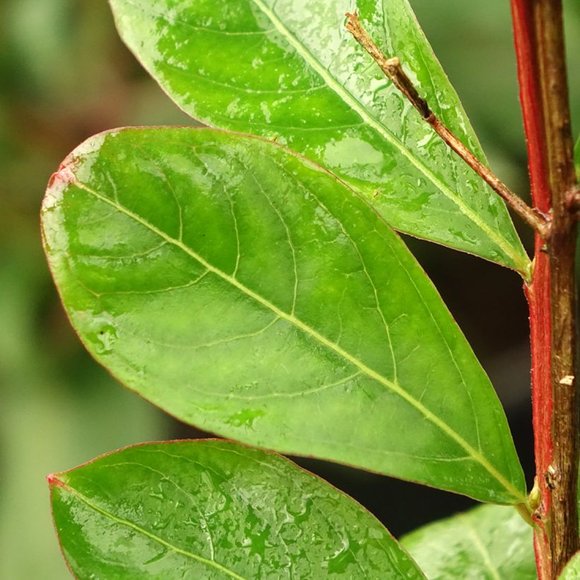 Lagerstroemia indica Red imperator - Crape Myrtle (Foliage)