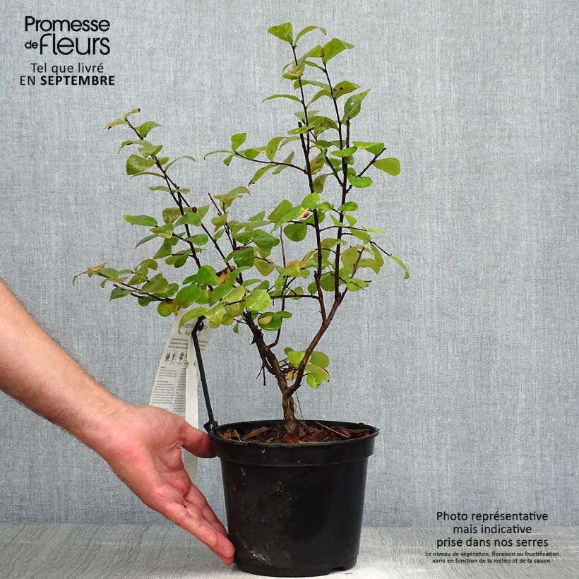 Lagerstroemia indica Rose Fuchsia - Lilas des Indes Pot de 3L/4L sample as delivered in autumn