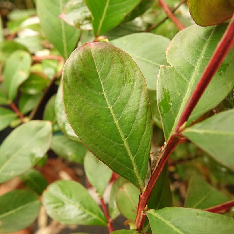 Lagerstroemia indica Terrasse Rouge - Crape Myrtle (Foliage)