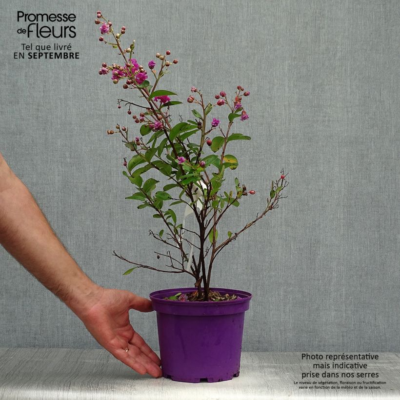 lagerstroemia indica Violet d'Eté indyvio - Lilas des Indes violine Pot de 3L/4L sample as delivered in autumn