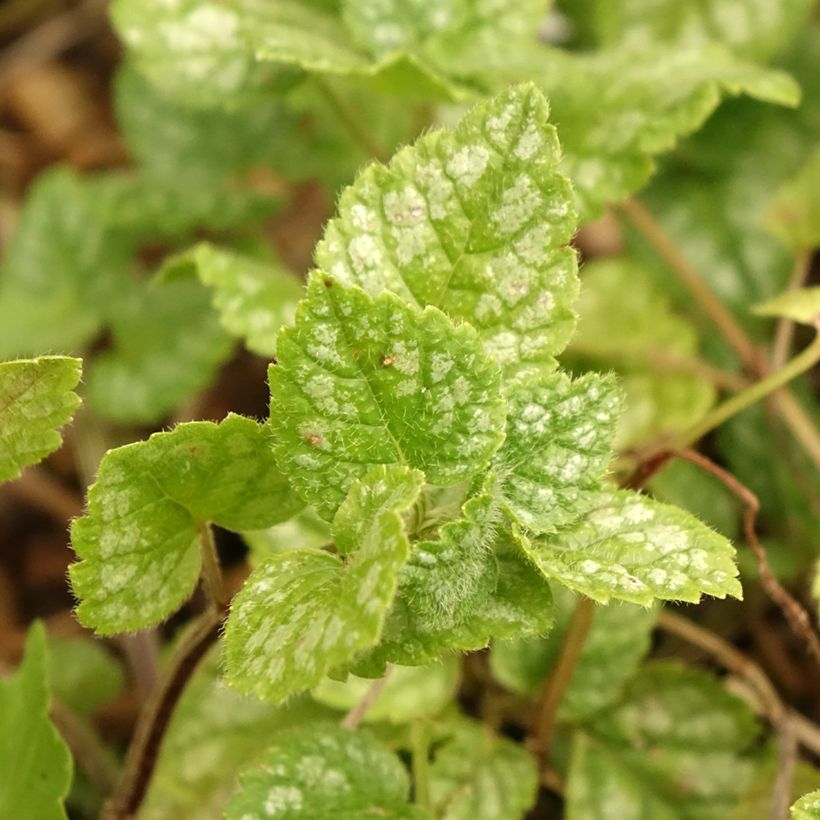 Lamium galeobdolon Kirkcudbright Dwarf - Yellow Deadnettle (Foliage)