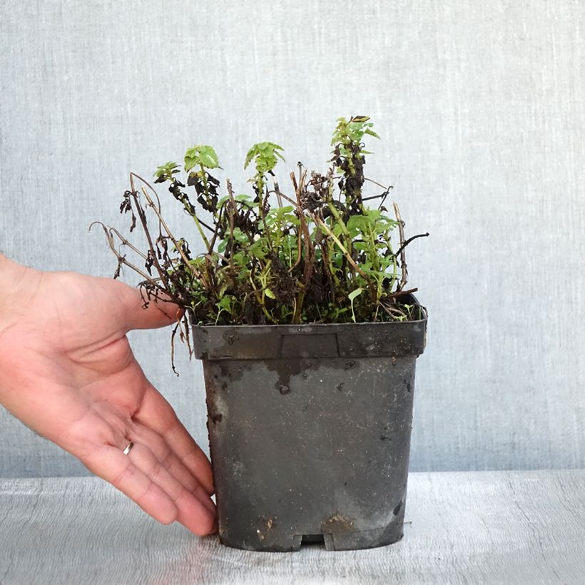 Lamium maculatum Shell Pink - Lamier rose en pot de 2/3 litres sample as delivered in autumn