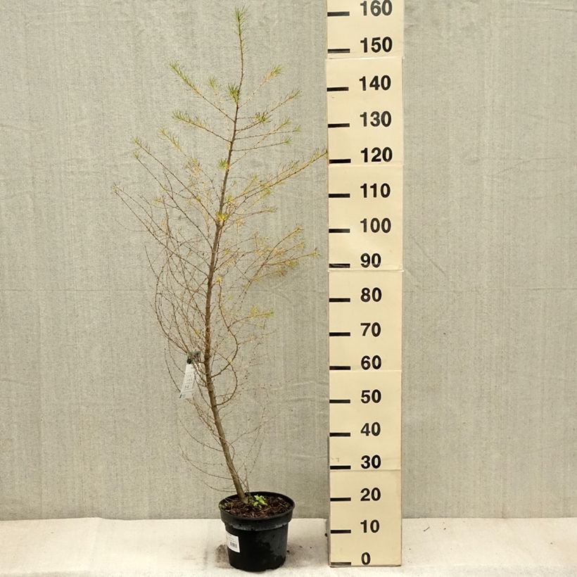 Larix decidua - Mélèze d'Europe Pot de 4L/5L sample as delivered in autumn