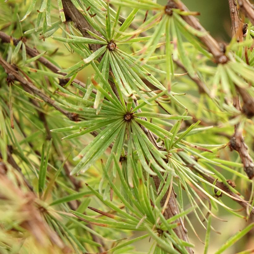 Larix kaempferi Stiff Weeping - Larch (Foliage)