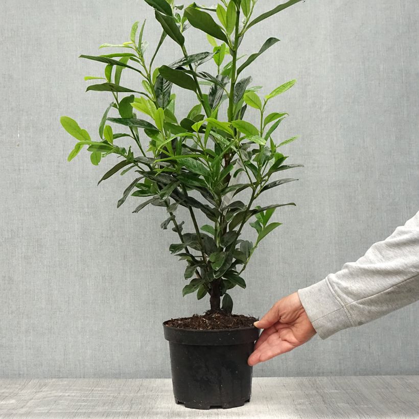 Prunus laurocerasus Elly - Cherry Laurel 3L/4L potShipped height around 40/50cm sample as delivered in spring