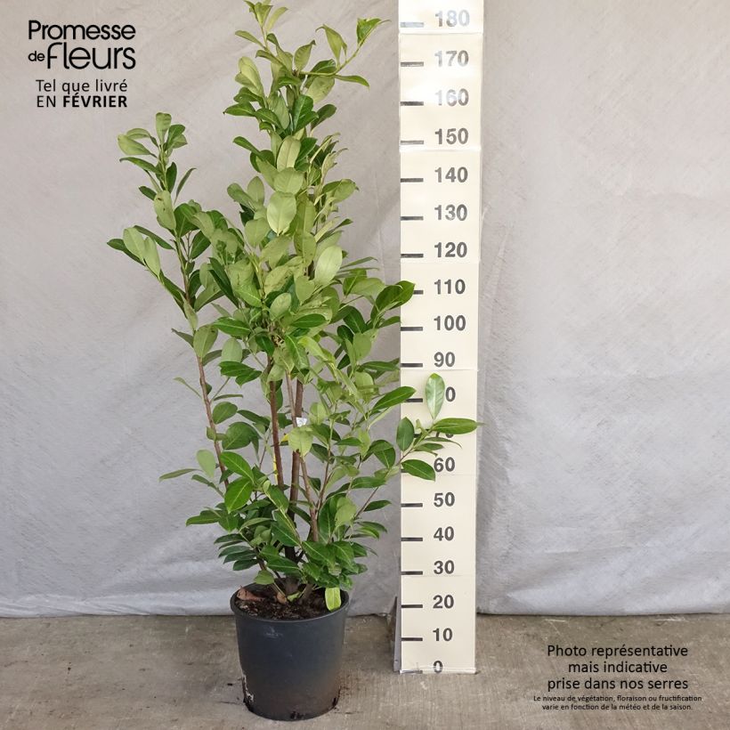 Laurier cerise - Prunus laurocerasus Rotundifolia 150+cm en pot de 18L/20L sample as delivered in winter