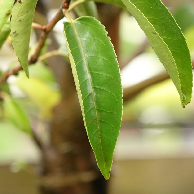 Prunus lusitanica Myrtifolia (Foliage)