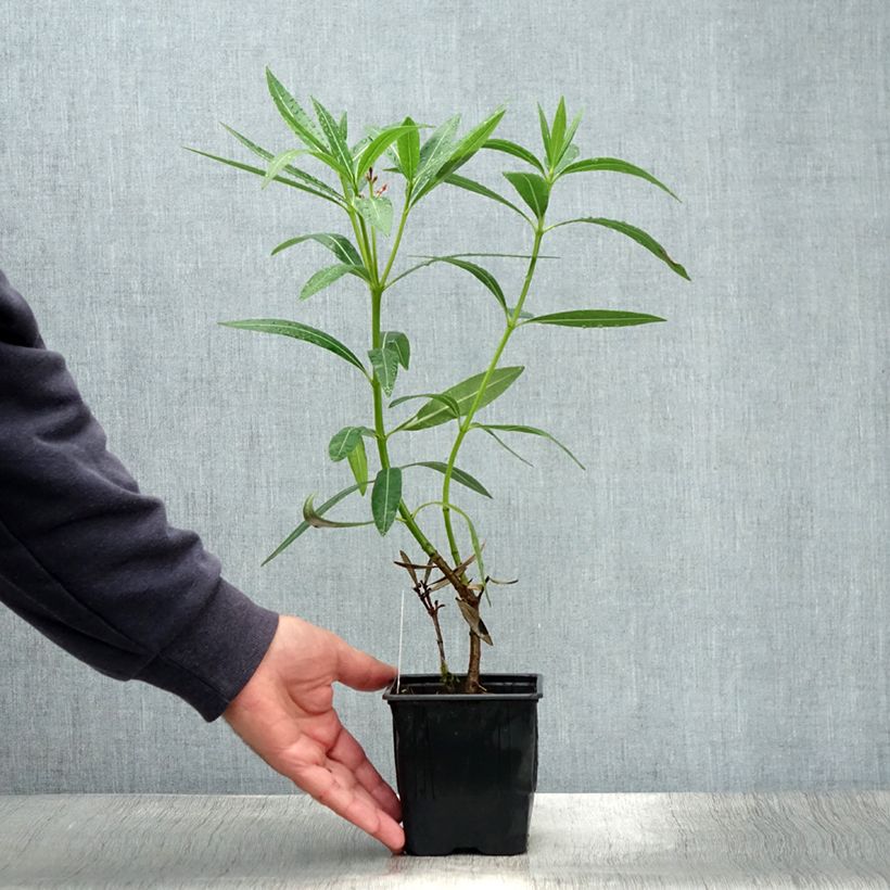 Laurier rose Caro - Nerium oleander - Pot de 10 cm/11cm sample as delivered in summer