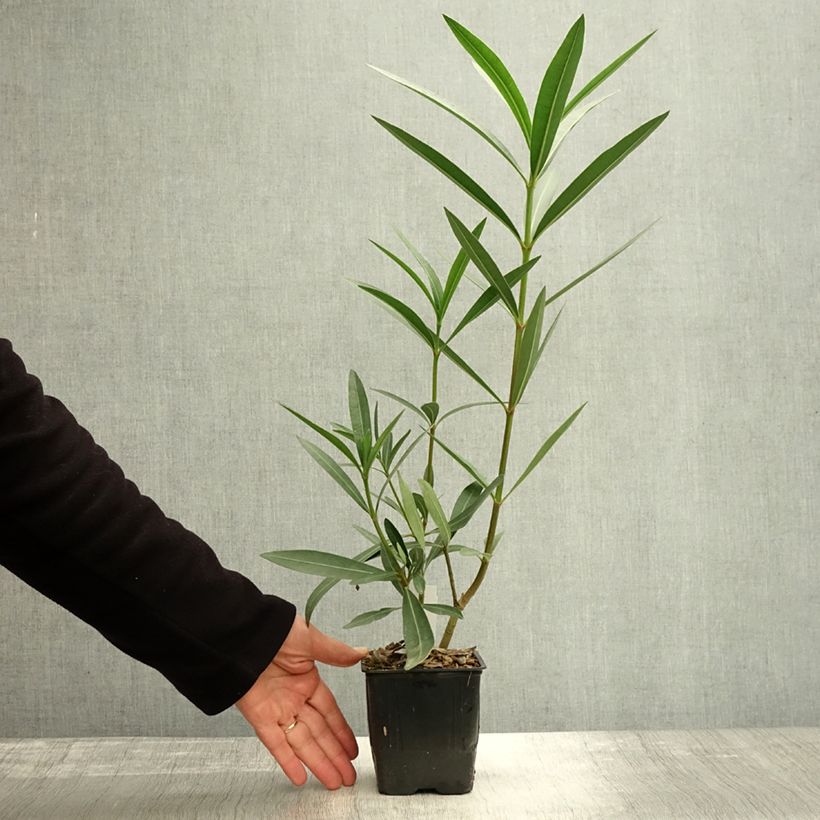 Laurier rose Commandant Barthélemy - Nerium oleander - Pot de 10 cm/11cm sample as delivered in autumn