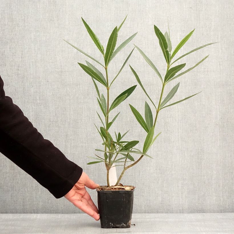 Nerium oleander Commandant Barthélemy - Rose Bay 10cm/11cm pot sample as delivered in winter