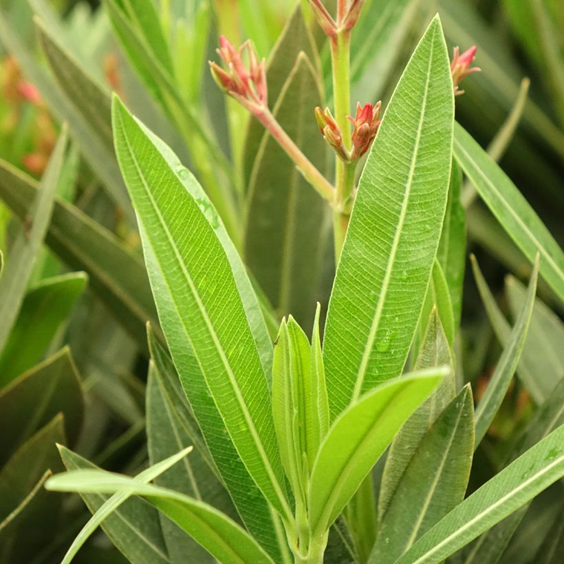 Nerium oleander Emilie (Foliage)