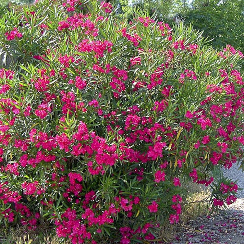 Nerium oleander Jannoch (Flowering)