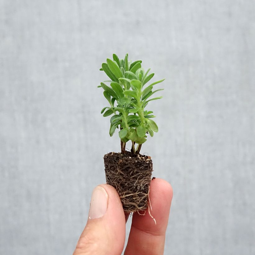 Lavandula angustifolia Munstead - True Lavender Plug plant 3/4cm sample as delivered in autumn