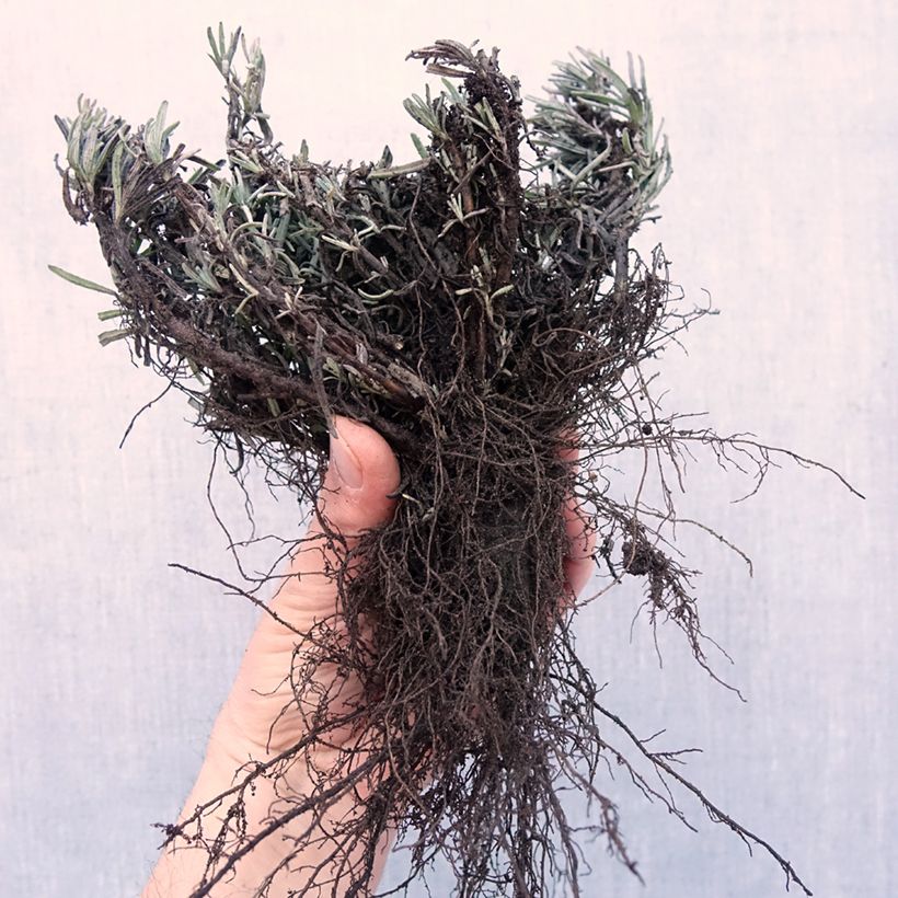 Lavandula angustifolia Arctic Snow - True Lavender Bare root sample as delivered in winter