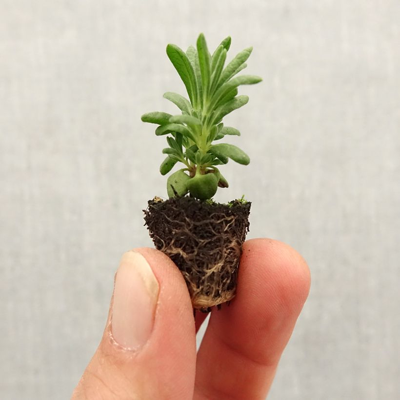 Lavandula stoechas Bandera Deep Purple - French Lavender Plug plant 1.5/2.5 cm sample as delivered in spring