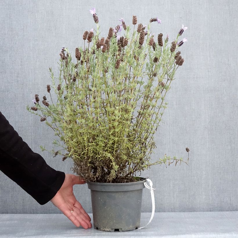 Lavandula stoechas Madrid Purple - French Lavender 3L/4L pot sample as delivered in winter