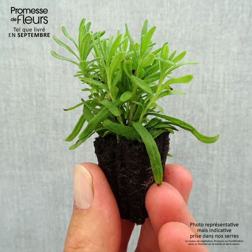 Lavandula angustifolia Hidcote - True Lavender Plug plant 3/4cm sample as delivered in autumn