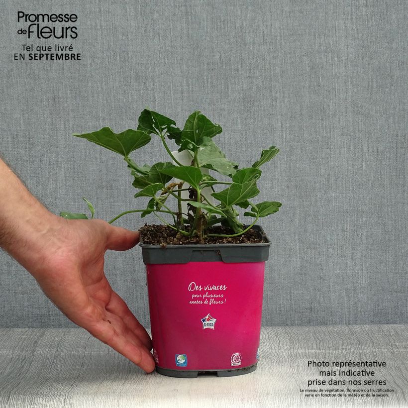 Lavatère d'Hyères - Lavatera olbia Rosea Pot de 2L/3L sample as delivered in autumn