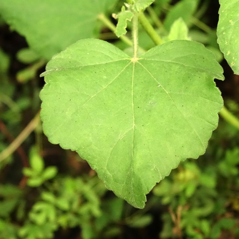 Lavatera thuringiaca Bredon Springs - Tree Mallow (Foliage)