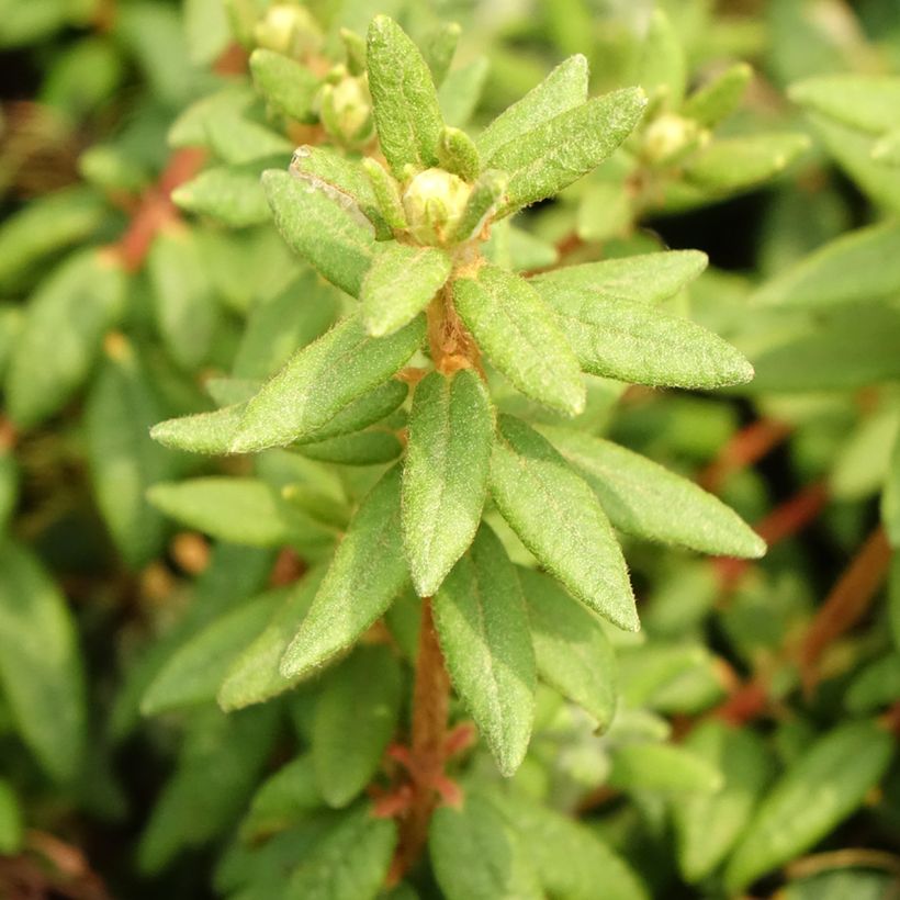 Rhododendron groenlandicum Compactum (Foliage)