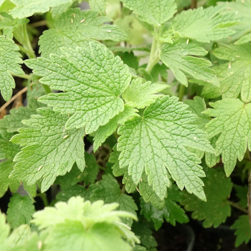 Leonurus cardiaca (Foliage)