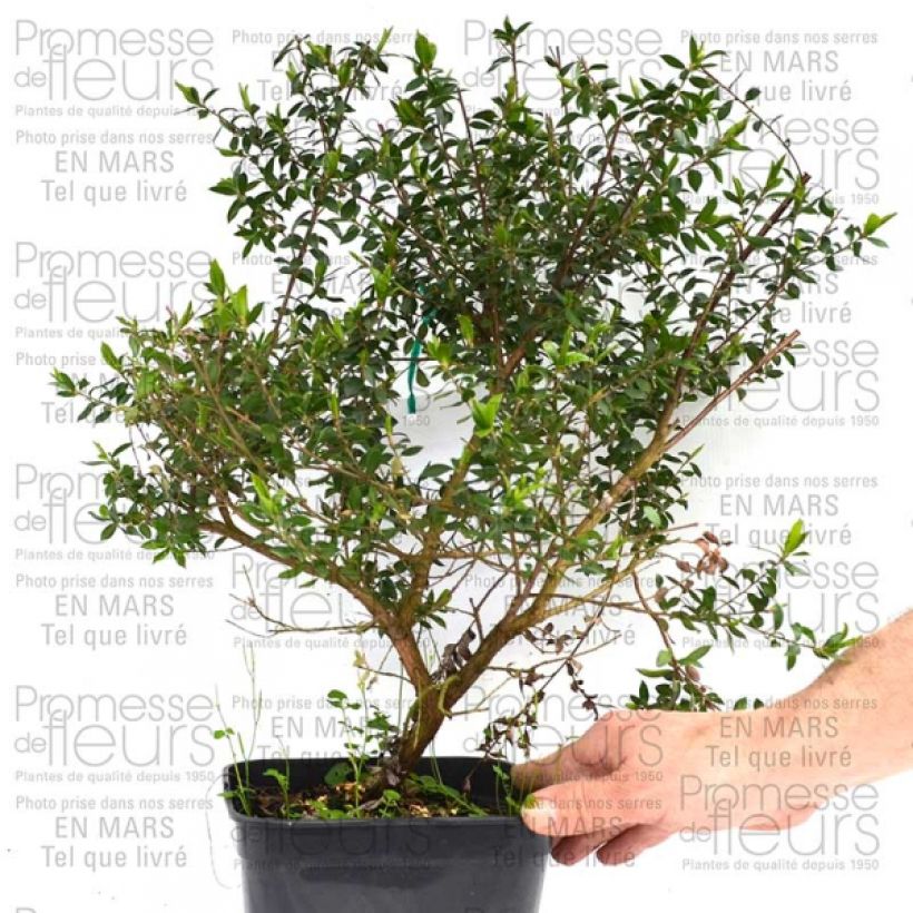 Example of Leptospermum Karo Pearl Star - Arbre à thé Pot de 2L/3L specimen as delivered