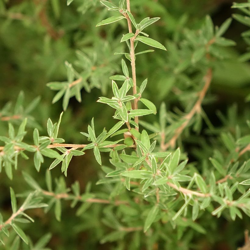 Leptospermum scoparium Apple blossom - Tea-tree (Foliage)