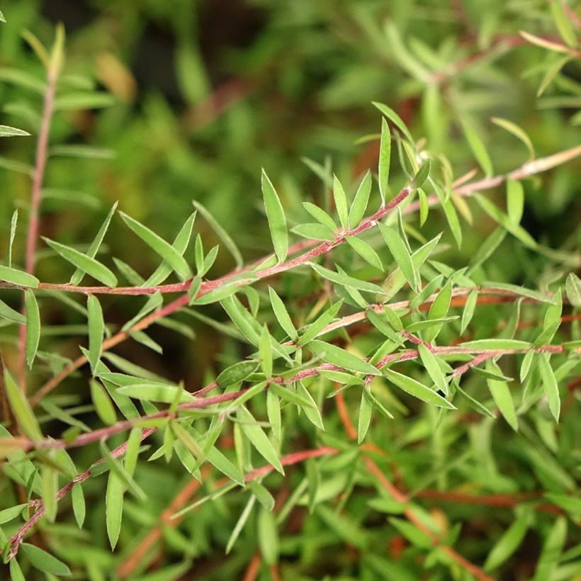 Leptospermum scoparium Red Falls - Tea-tree (Foliage)