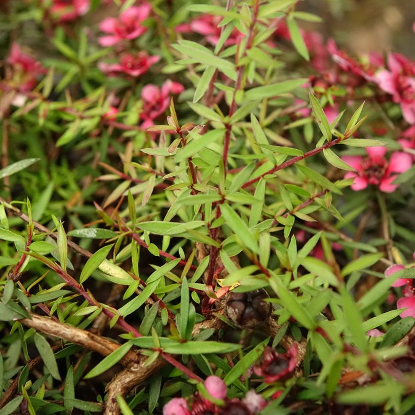 Leptospermum scoparium Red Falls - Tea-tree (Foliage)