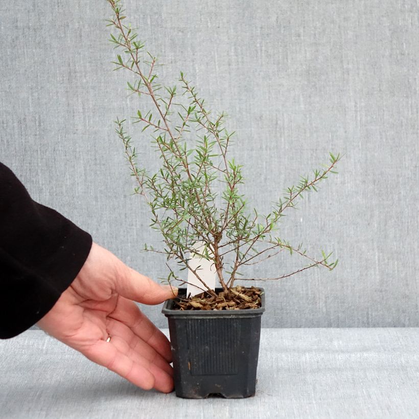 Leptospermum scoparium Snow Flurry - Arbre à thé de Nouvelle-Zélande - Godet de 8/9 cm sample as delivered in winter