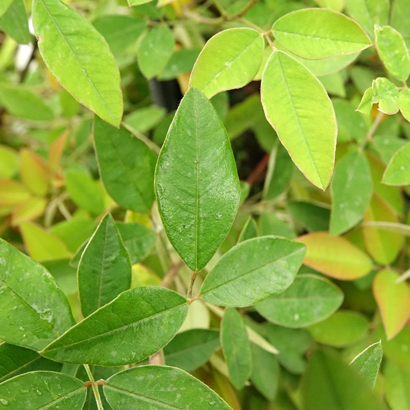 Lespedeza liukiuensis Little Volcano (Foliage)