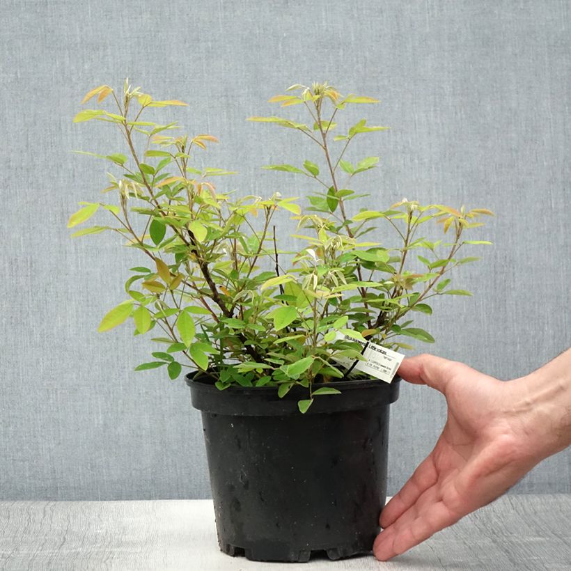 Lespedeza liukiuvensis Little Volcano - Trèfle en arbre - Pot de 3L/4L sample as delivered in summer