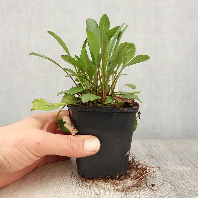 Leucanthemum superbum Alaska - Shasta Daisy 8/9 cm pot sample as delivered in spring