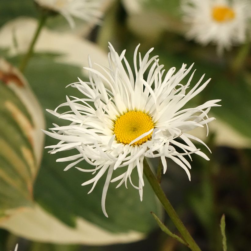 Leucanthemum superbum Old Court - Shasta Daisy (Flowering)