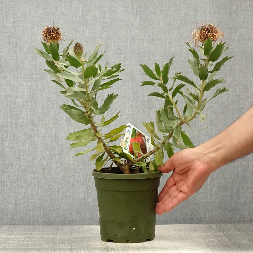 Leucospermum Ayoba Red - Red Spike Pincushion 2L/3L potShipped height around 30/40cm sample as delivered in spring