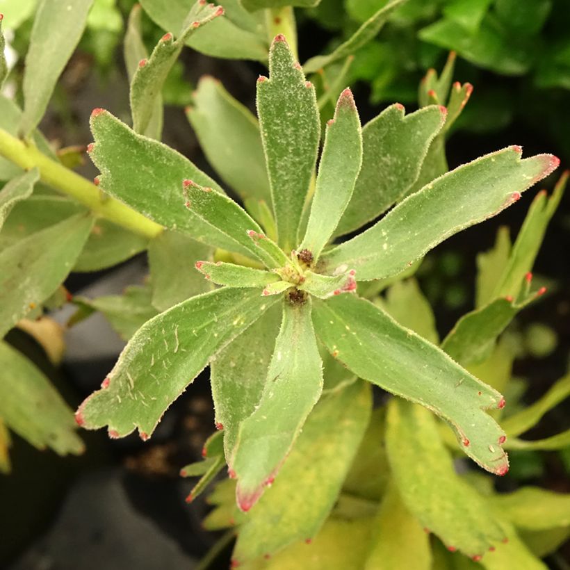 Leucospermum Ayoba Red - Red Spike Pincushion (Foliage)