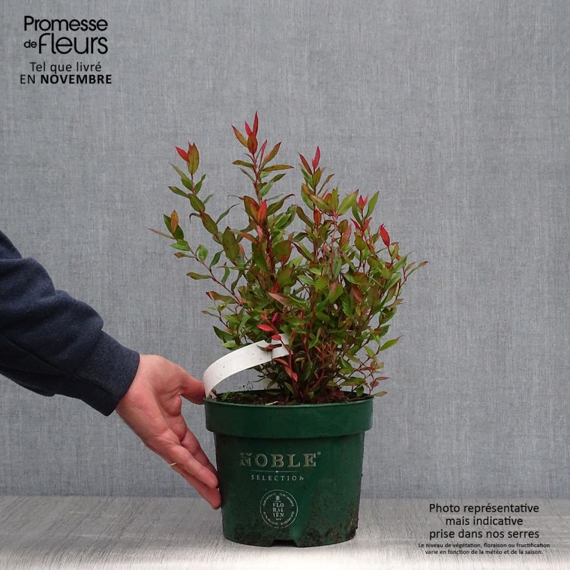 Leucothoe fontanesiana Little Flames en pot de 2l/3l sample as delivered in autumn