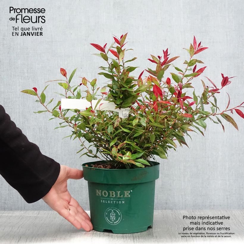 Leucothoe fontanesiana Little Flames en pot de 2l/3l sample as delivered in winter