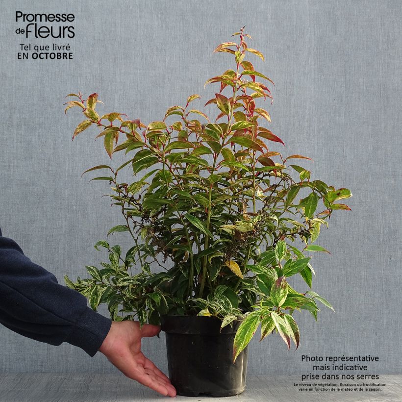 Leucothoe fontanesiana Makijaz Pot de 3L/4L sample as delivered in autumn