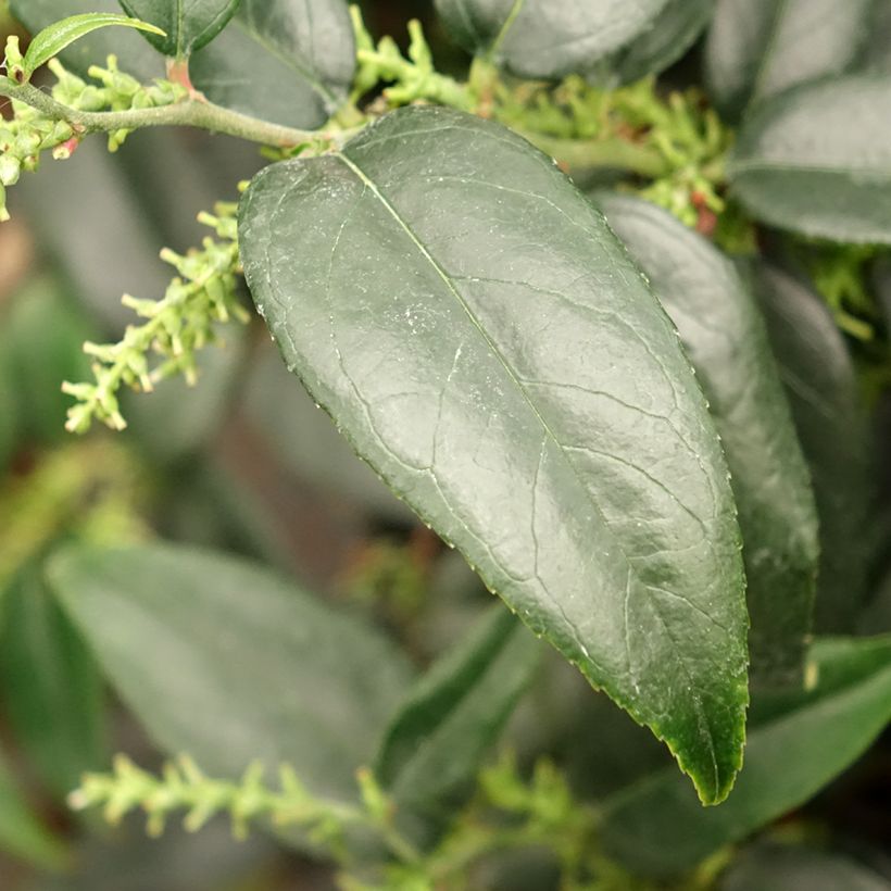 Leucothoe fontanesiana Dark Diamond (Foliage)