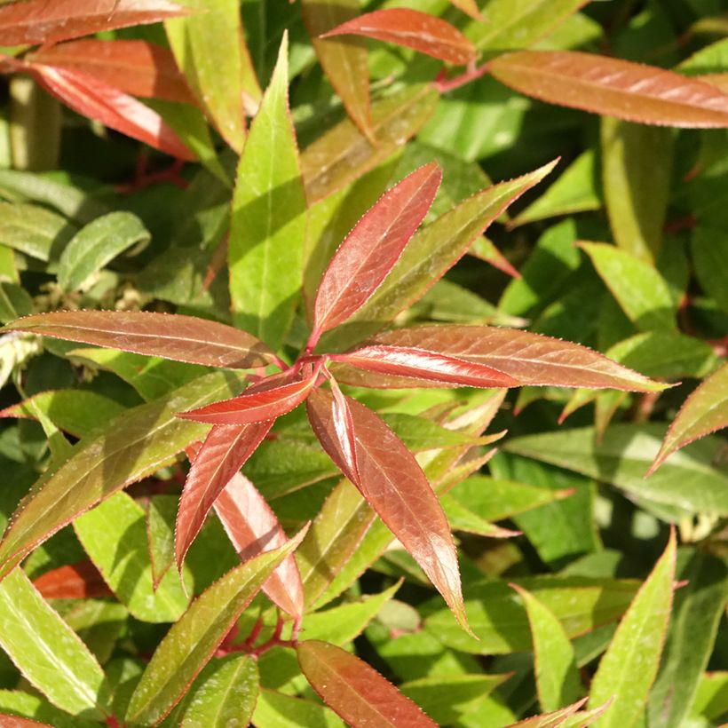 Leucothoe keiskei Burning Love (Foliage)