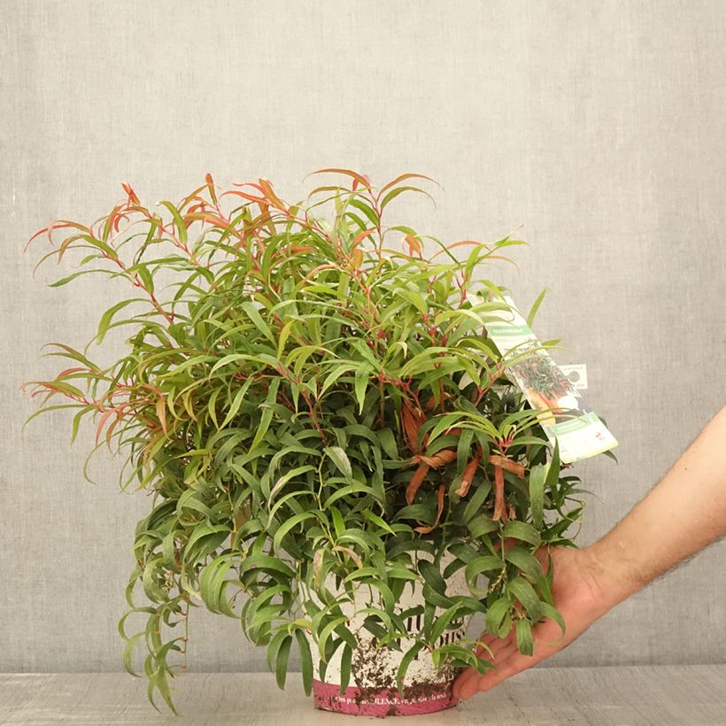 Leucothoe keiskei Halloween Pot de 4L/5L sample as delivered in summer