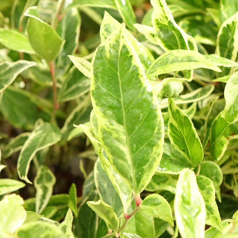 Leucothoe Firestar (Foliage)