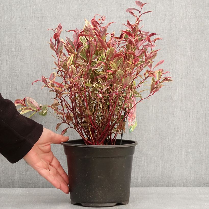 Leucothoe Firestar 2L/3L potShipped height around 25/30cm sample as delivered in winter