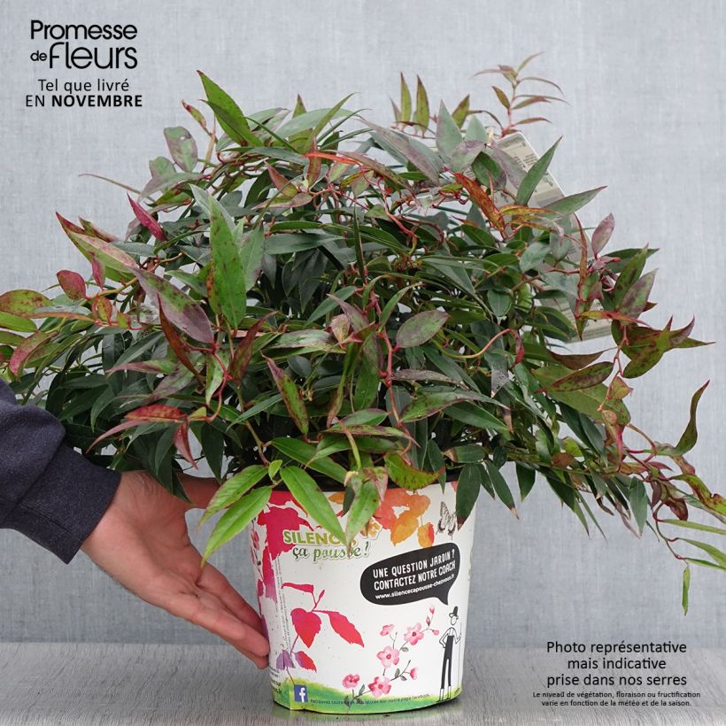 Leucothoe walteri Royal Ruby Pot de 2L sample as delivered in autumn